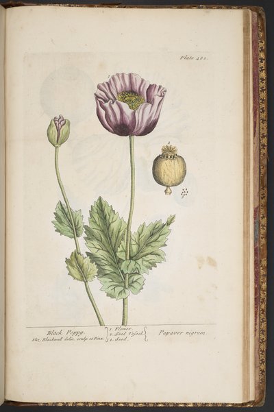 Tallerken 482, fra 