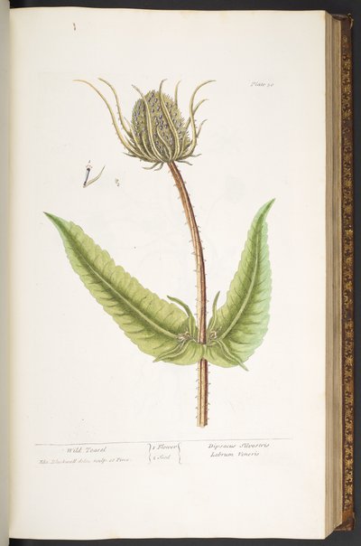 Tallerken 50, Wild Teasel, fra 