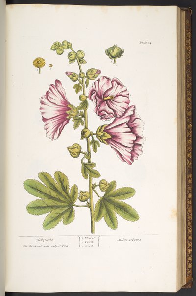 Tallerken 54, Hollyhocks, fra 
