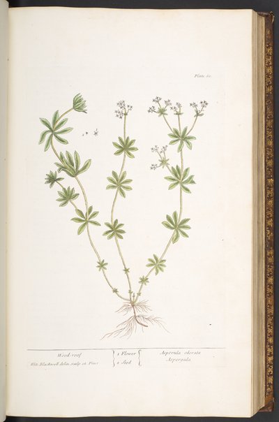 Plate 60, tretak fra 
