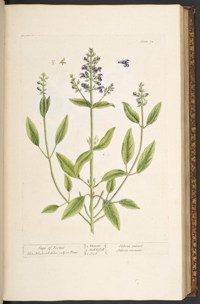 Tallerken 71, fra 'A Curious Herbal' av Elizabeth Blackwell