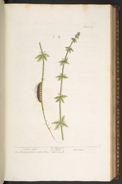 Tallerken 76, Cross Wort, fra 