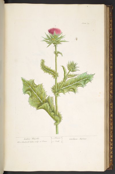 Tallerken 79, Ladies Thistle, fra 'A Curious Herbal' av Elizabeth Blackwell