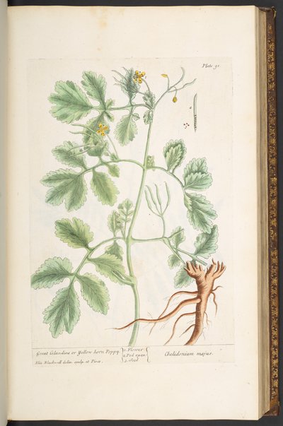Tallerken 91, Great Celandine, eller Yellow Horn Poppy, fra 