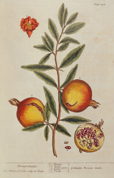 Punica granatum, fra A Curious Herbal, 1782 av Elizabeth Blackwell