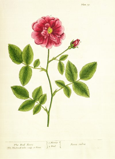 Rose: Gallica, fra 