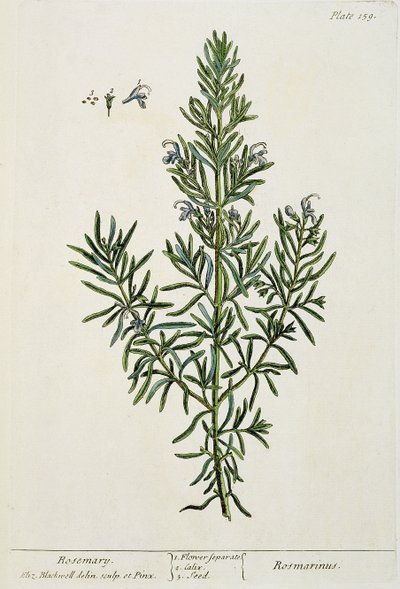 Rosmarinus Officinalis, fra 