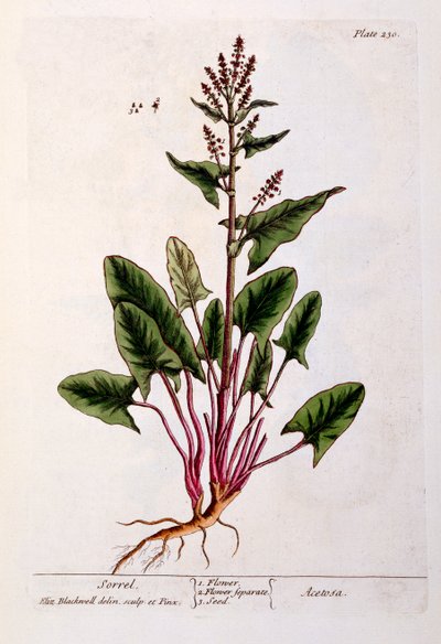 Sorrel, plate 230 fra 