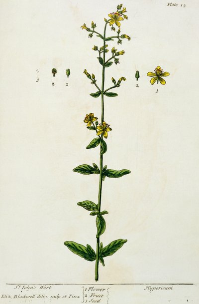 Johannesurt, plate 15 fra 