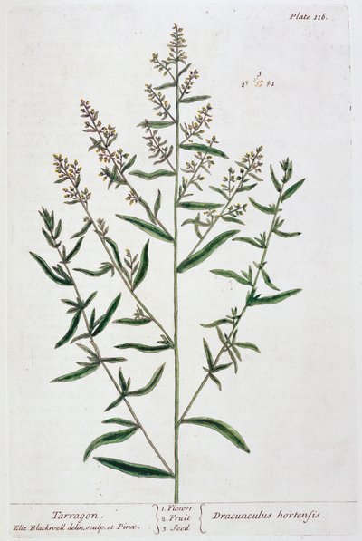 Estragon, 1782 av Elizabeth Blackwell