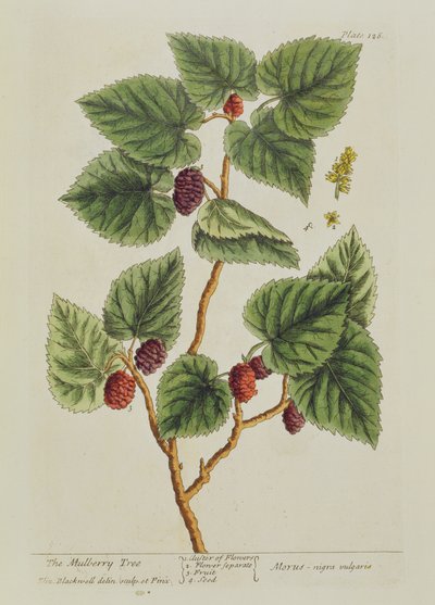 The Mulberry Tree, plate 126 fra 