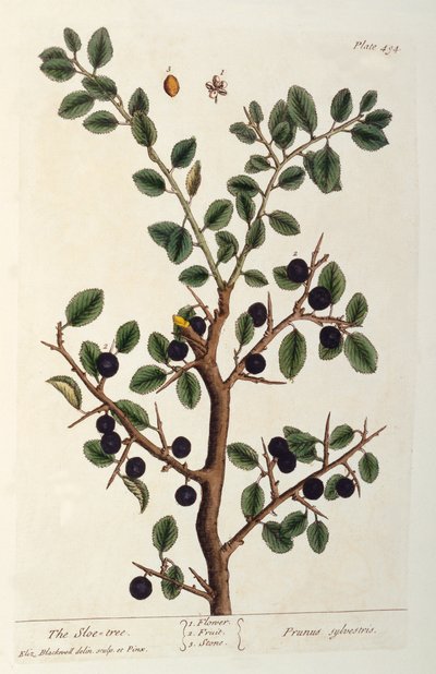 The Sloe Tree, plate 494 fra 
