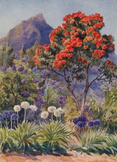  av Elizabeth Drake