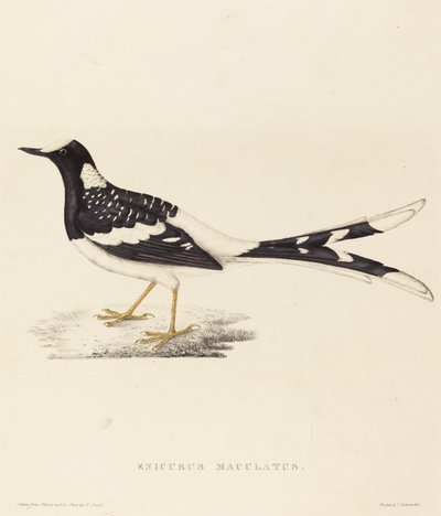 Enicurus Maculatus (flekket gaffelhale) av Elizabeth Gould