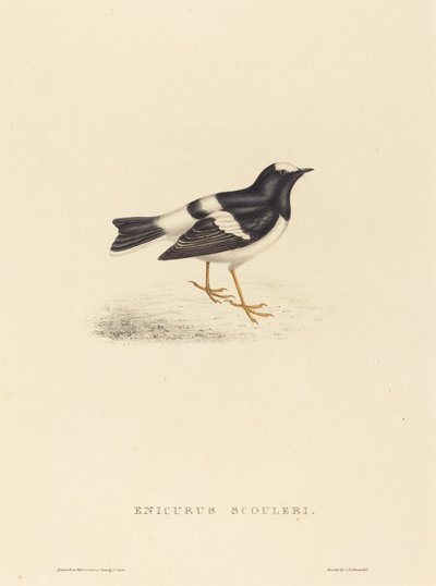 Enicurus Scouleri (lille gaffelhale) av Elizabeth Gould