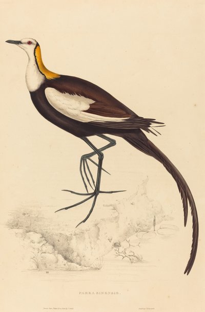 Parra Sinensis (Pheasant-tailed Jacana) av Elizabeth Gould