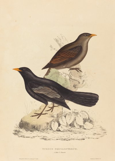 Turdus Poecilopterus (aztekertrost) av Elizabeth Gould