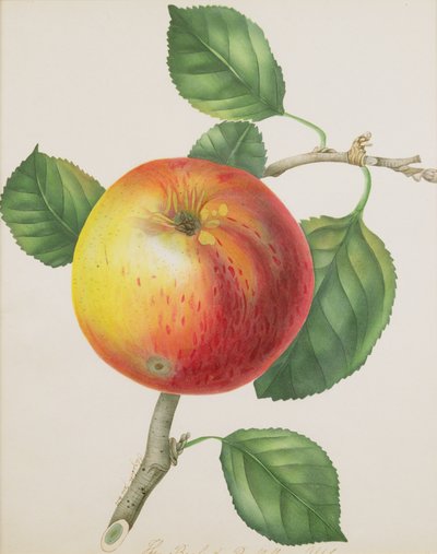 An Apple, ca. 1835 (wc) av Elizabeth Jane Hill