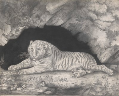 En tiger som ligger i inngangen til en hule av Elizabeth Pringle