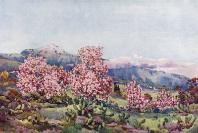 Almond Blossom, Valley of Orotava (farge litho) av Ella Du Cane