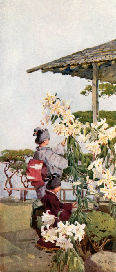 Golden Lily (farge litho) av Ella Du Cane