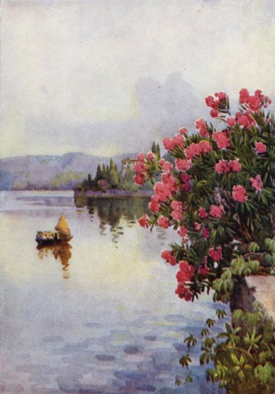 Oleandere (farge litho) av Ella Du Cane