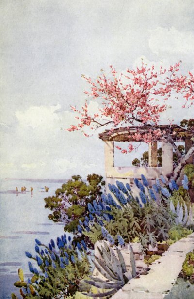 Pride of Madeira og Peach Blossom (farge litho) av Ella Du Cane