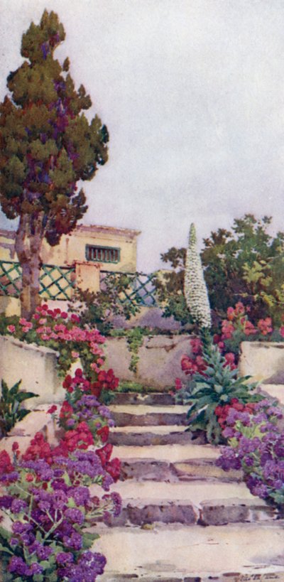 Statices and Pride of Teneriffe (farge litho) av Ella Du Cane