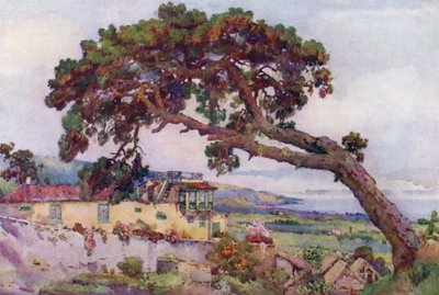 The Canary Pine (farge litho) av Ella Du Cane