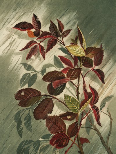  av Ellen Thayer Fisher
