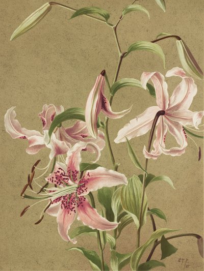  av Ellen Thayer Fisher