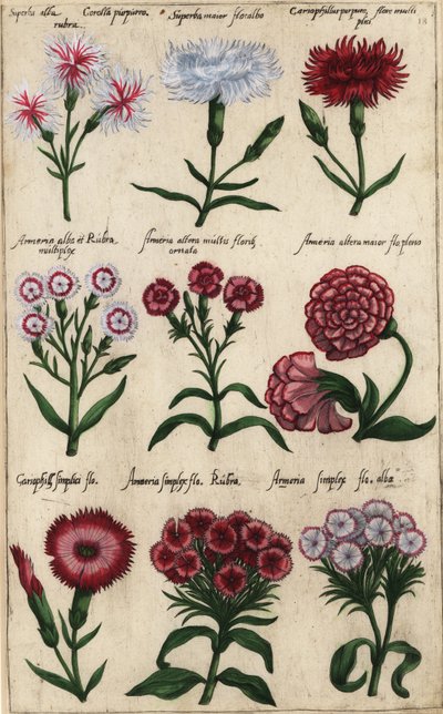 Ulike varianter av nellik, Dianthus caryophyllus av Emanuel Sweert