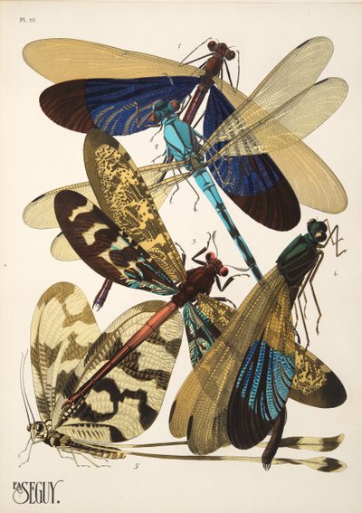 Tallerken 10 fra Insectes, pub. 1930-tallet (pochoir-trykk) av Émile Allain Séguy