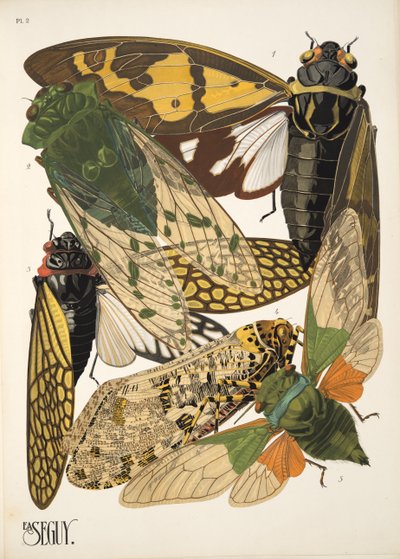 Tallerken 2 fra Insectes, pub. 1930-tallet (pochoir-trykk) av Émile Allain Séguy