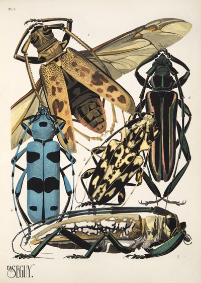 Tallerken 3 fra Insectes, pub. 1930-tallet (pochoir-trykk) av Émile Allain Séguy