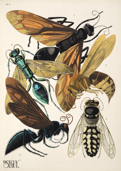 Tallerken 6 fra Insectes, pub. 1930-tallet (pochoir-trykk) av Émile Allain Séguy