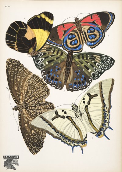 Tallerken 12, fra Butterflies, pub. 1925 (stensiltrykk) av Émile Allain Séguy