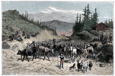 Alpene: jodel eller avgang flokker (kyr, geiter) mot beitemarkene. Illustrasjon av Emile Bayard for boken Les Montagnes d