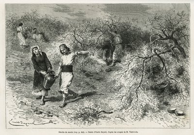 Samlingen av kitt, en hvit harpiks av lentis, i sommersesongen, er grunnlaget for fremstillingen av en anisbrandy, tegning av Emile Bayard, for å illustrere historien "Chio Island" (Øst-Tyrkia), i 1877, av Dr. A. Testevuide. Gravering i Le av Emile Antoine Bayard