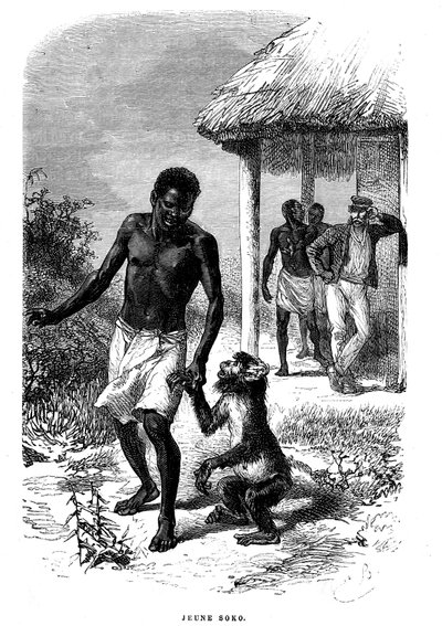 Ung Soko-ape i Afrika. Gravering av Emile Bayard (1837-1891) som illustrerer de siste historiene til oppdagelsesreisende David Livingstone av Emile Antoine Bayard