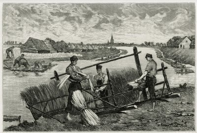 Rusten av lin (maserasjon for å lette separasjonen av barken fra stilken) i Lys (elven nord for Frankrike og Belgia). Gravering av Emile Claus, for å illustrere historien "" La Belgique"", av Camille Lemonnier (1844) -1913), forfatter og kunstkritiker. av Emile Claus