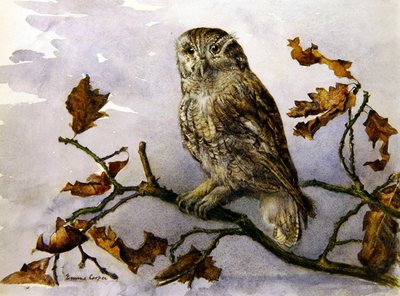 En ugle (akvarell på papir) av Emma Cooper