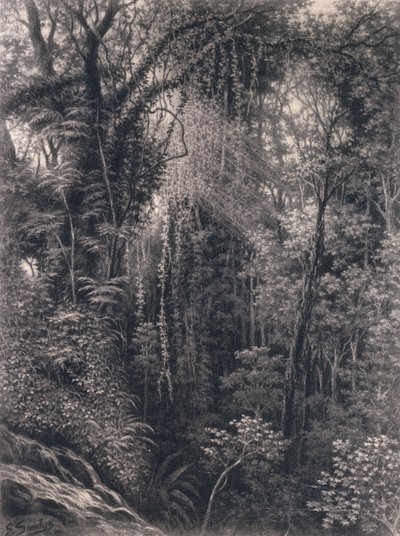 Utsikt over kløften over Apia, Upolu, Vest-Samoa, 1877 (kull på papir) av Emma Sandys