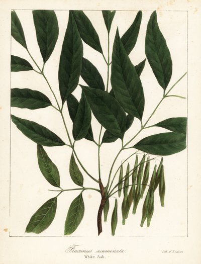 Amerikansk ask, Fraxinus americana (hvit ask, Fraxinus acuminata) av Endicott Endicott