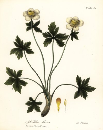 Amerikansk klodeblomst eller amerikansk spredende klodeblomst, Trollius laxus av Endicott Endicott