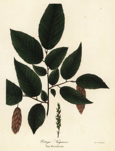 Amerikansk hophornbeam, Ostrya virginiana (Hop-agnbøk, Ostrya virginica) av Endicott Endicott