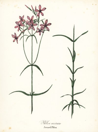 Markiset phlox, Phlox aristata av Endicott Endicott