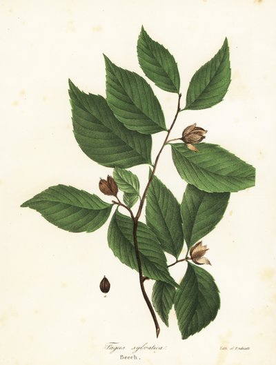 Bøketre, Fagus sylvatica av Endicott Endicott