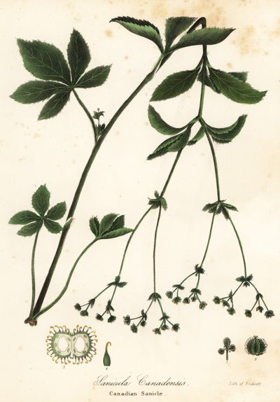 Kanadisk Blacksnakeroot eller kanadisk Sanicle, Sanicula canadensis av Endicott Endicott