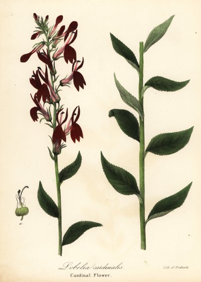 Kardinalblomst, Lobelia cardinalis av Endicott Endicott